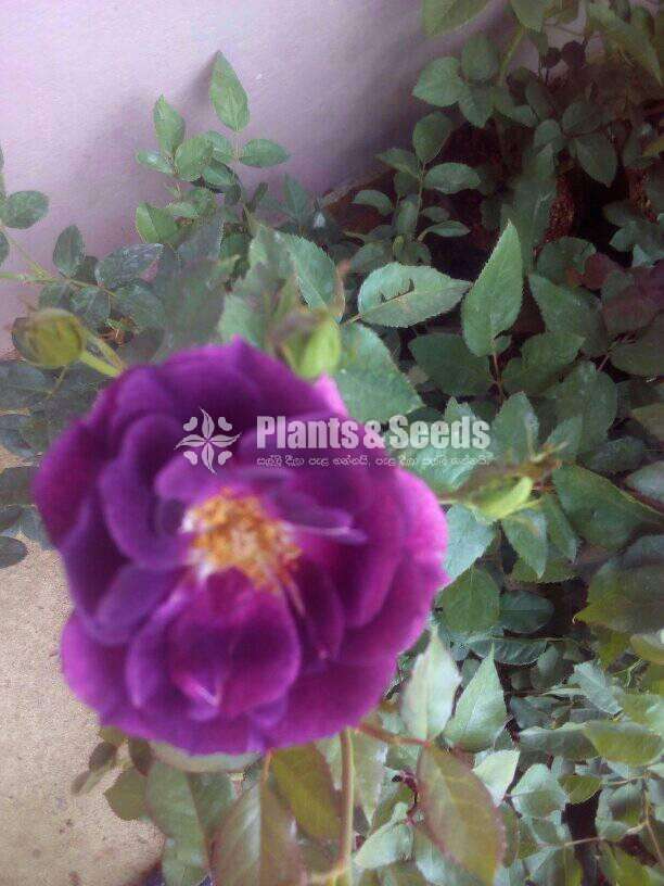 Roses (වර්ණ රැසකින් )