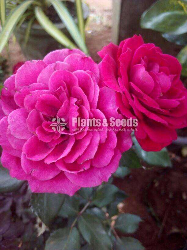 Roses (වර්ණ රැසකින් )