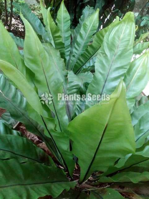 Birds nest fern