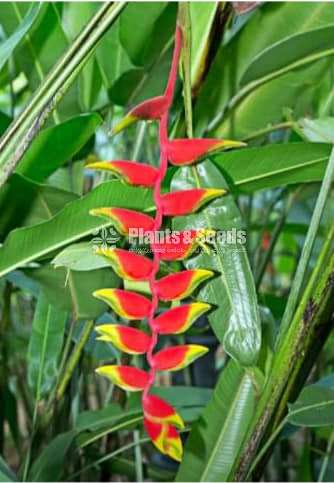 Heliconia