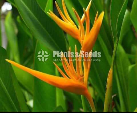 Heliconia
