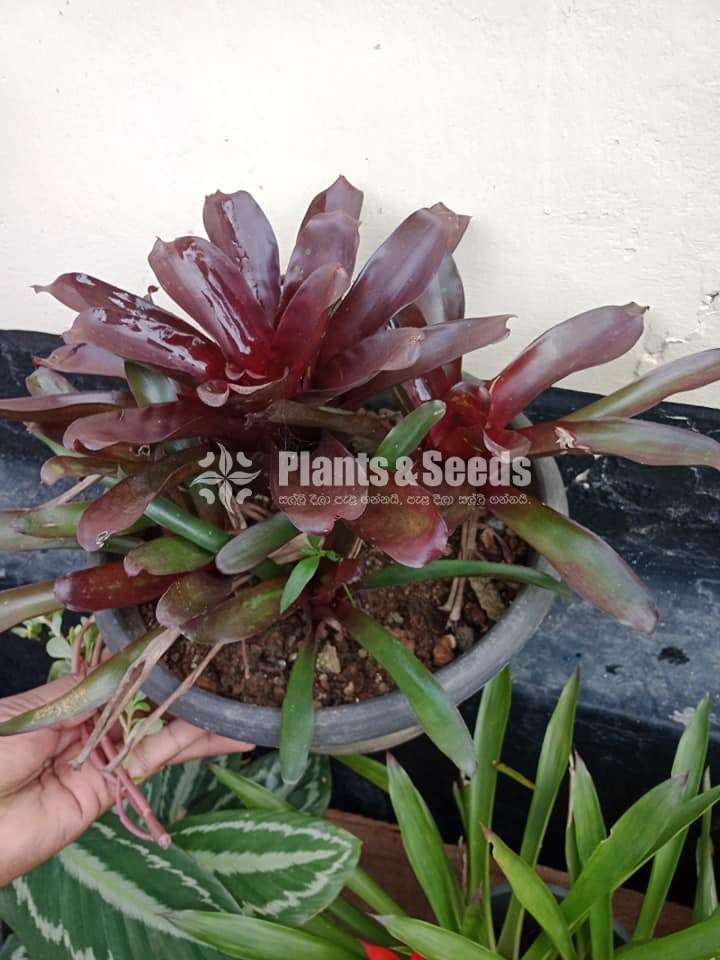 Outdoor Plants
