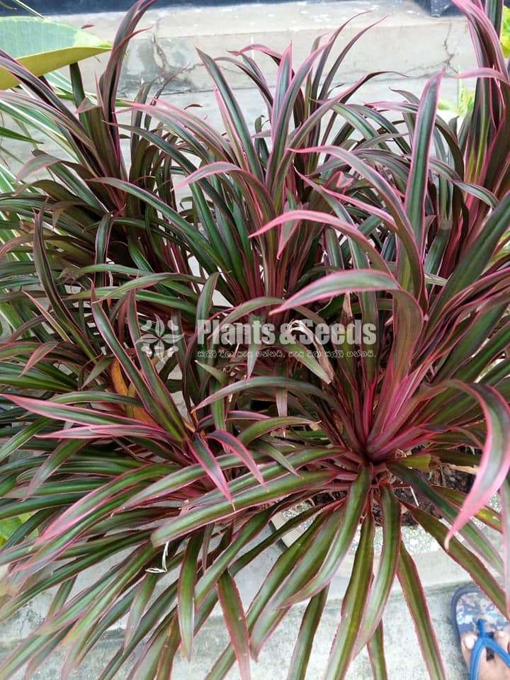 Outdoor Plants