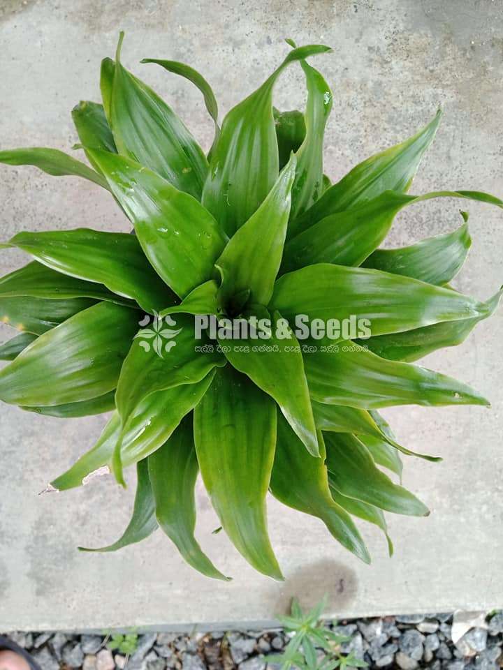 Outdoor Plants