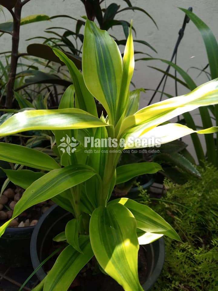 Outdoor Plants