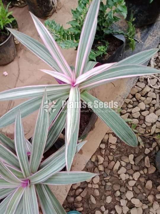 Outdoor Plants
