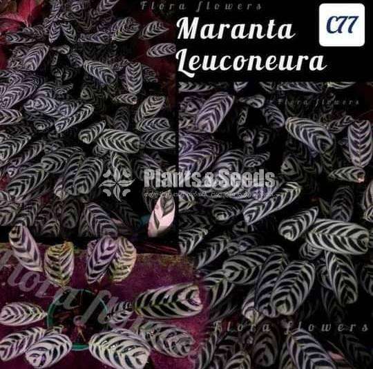 Maranta leuconeura