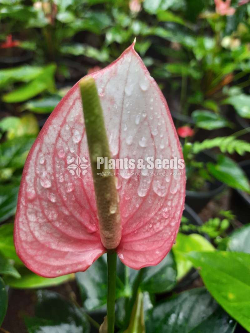 25 Anthurium for 3500