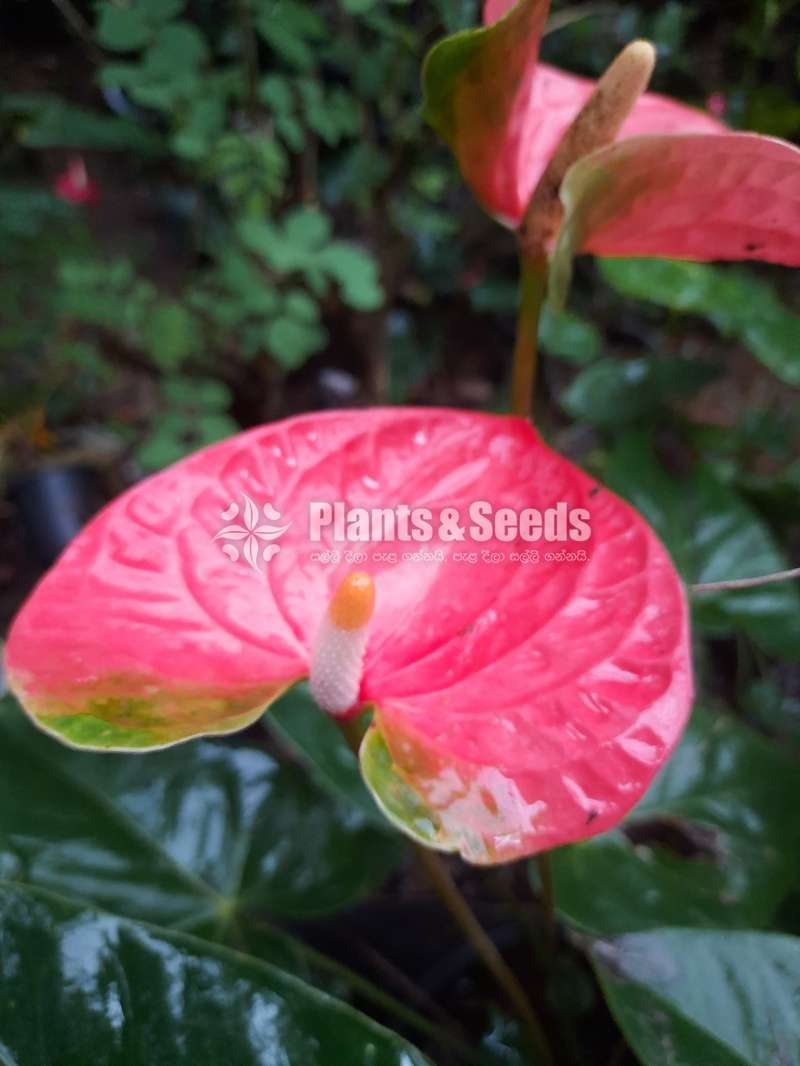 25 Anthurium for 3500