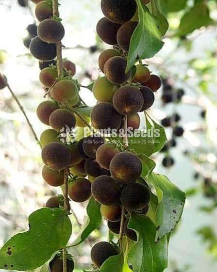 Ceylon Gooseberry (කැටඹිල්ල )