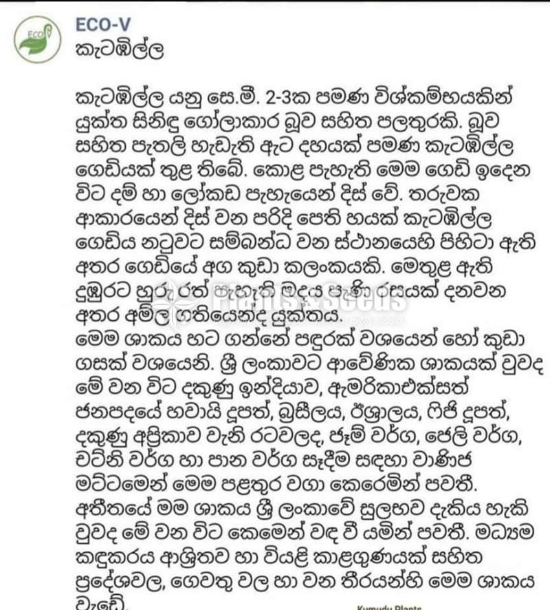 Ceylon Gooseberry (කැටඹිල්ල )