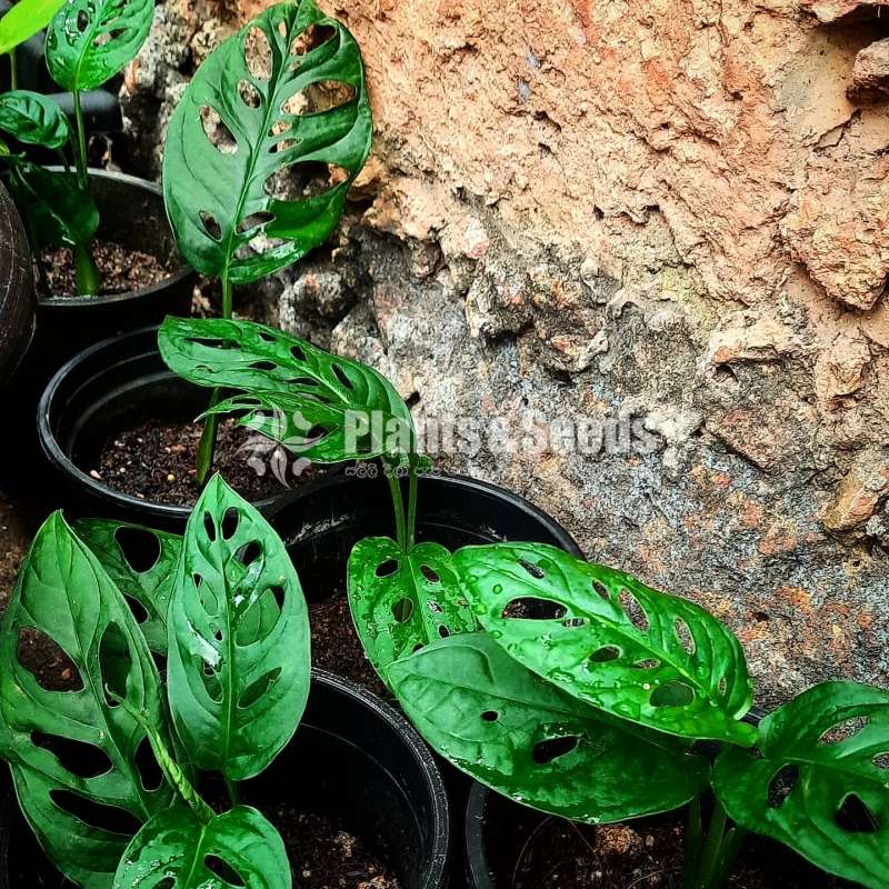 Monster Plants