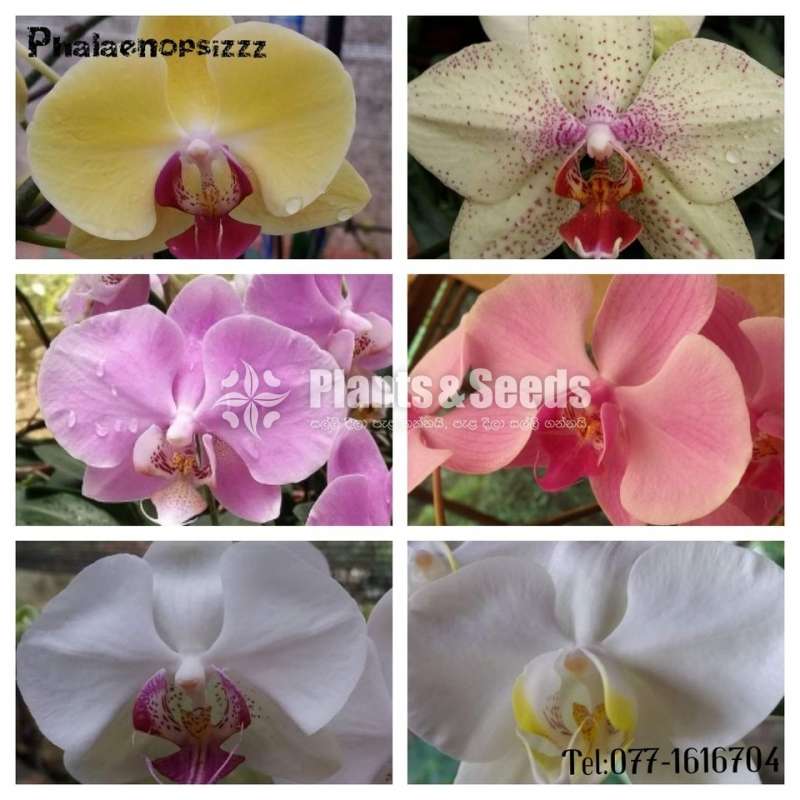 Phalaenopsis small orchids