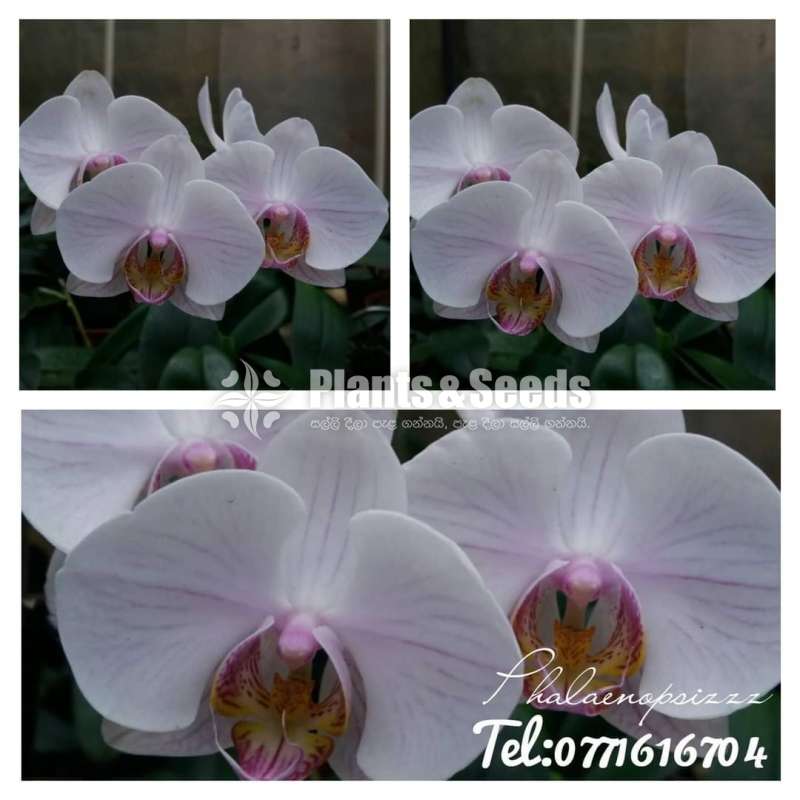 Phalaenopsis small orchids