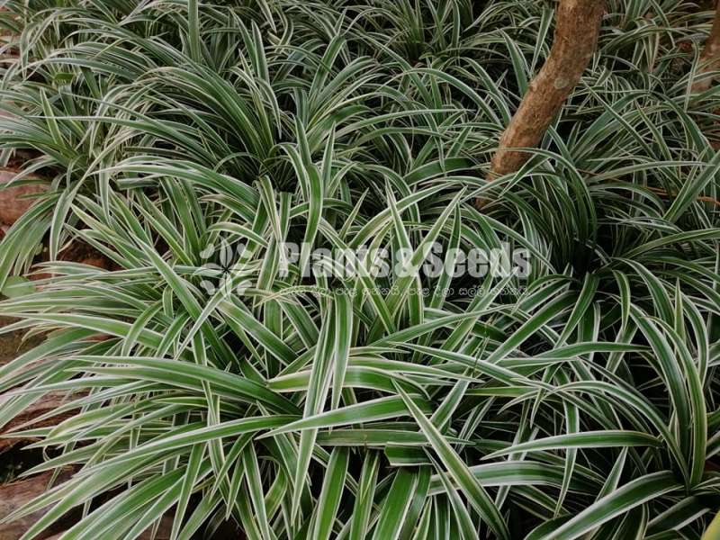 Chlorophytum(Spider plant)