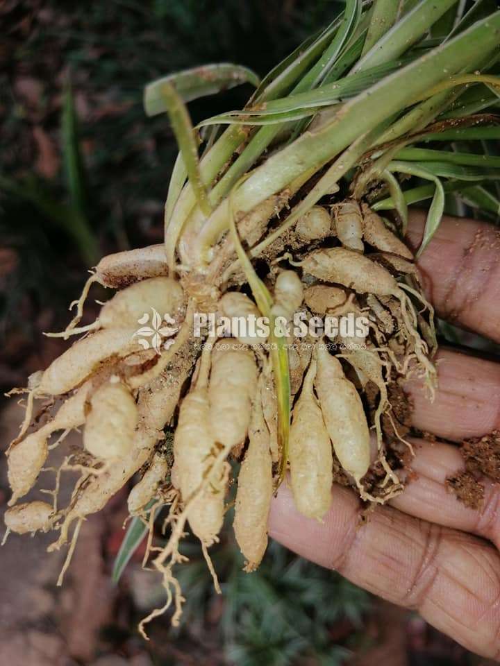 Chlorophytum(Spider plant)