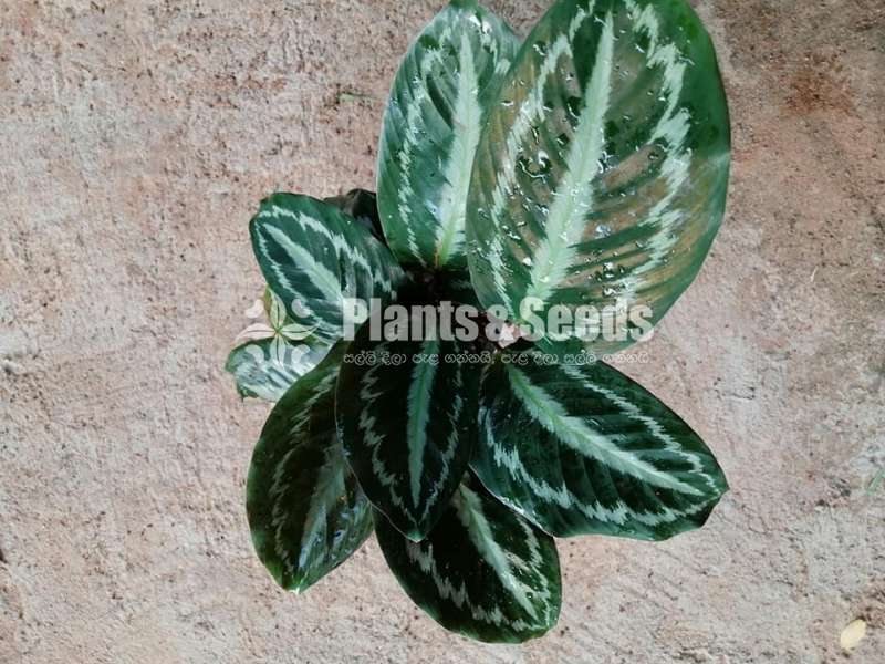 Calathea Plants