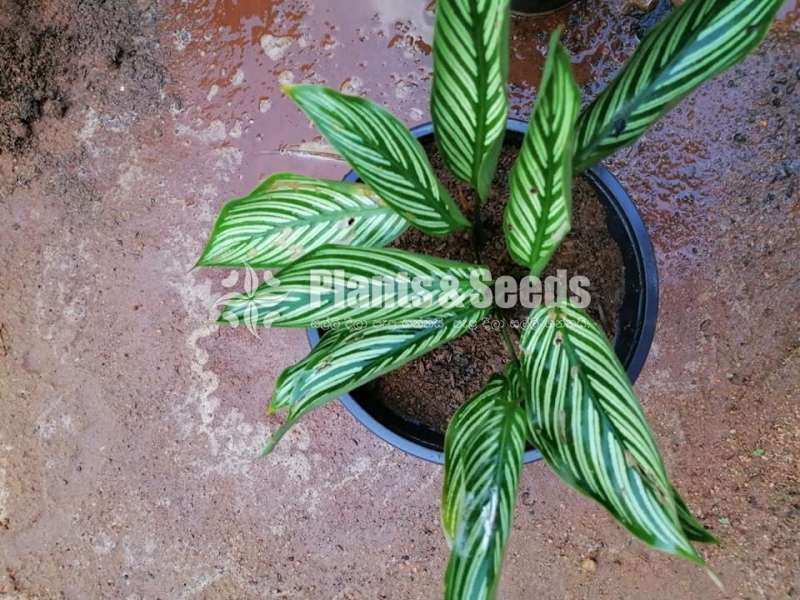 Calathea Plants