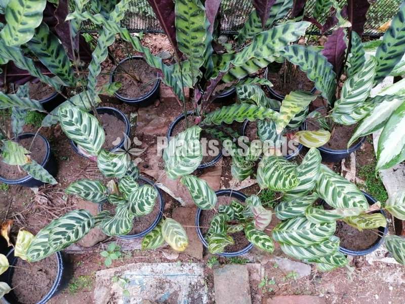 Calathea Plants