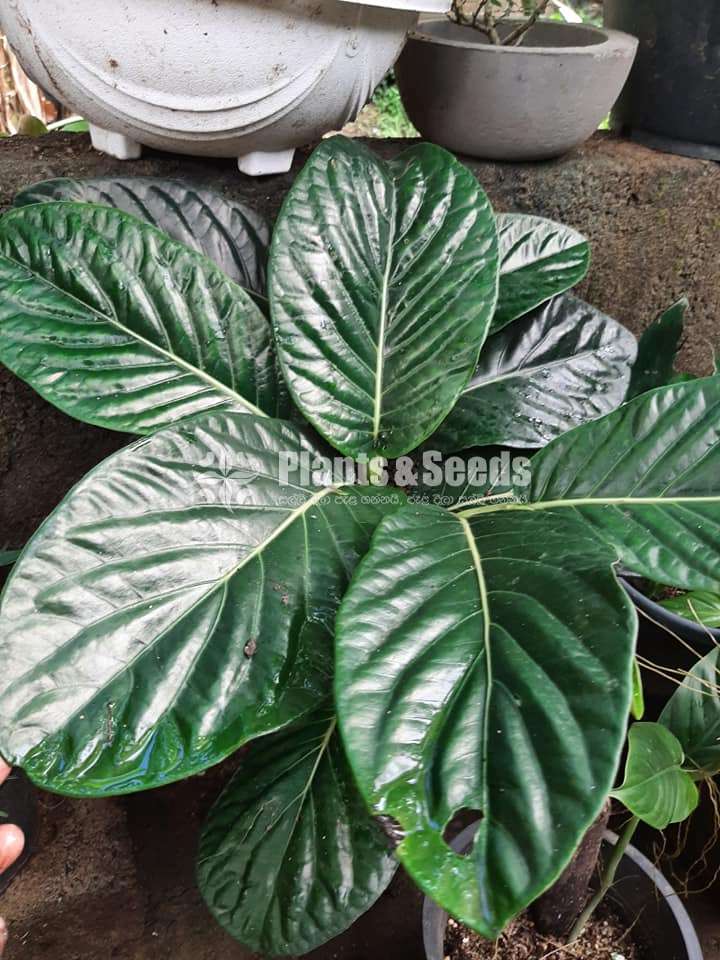 Indoor Plants Collection