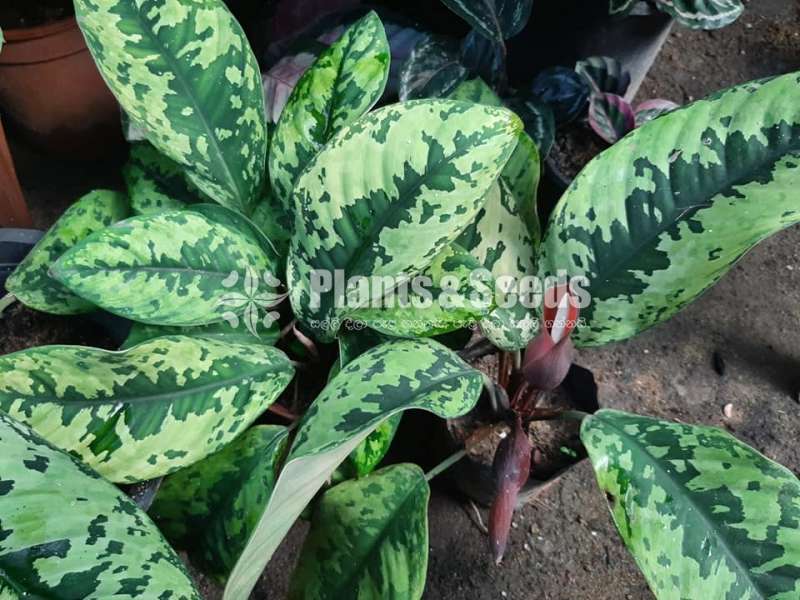 Indoor Plants Collection