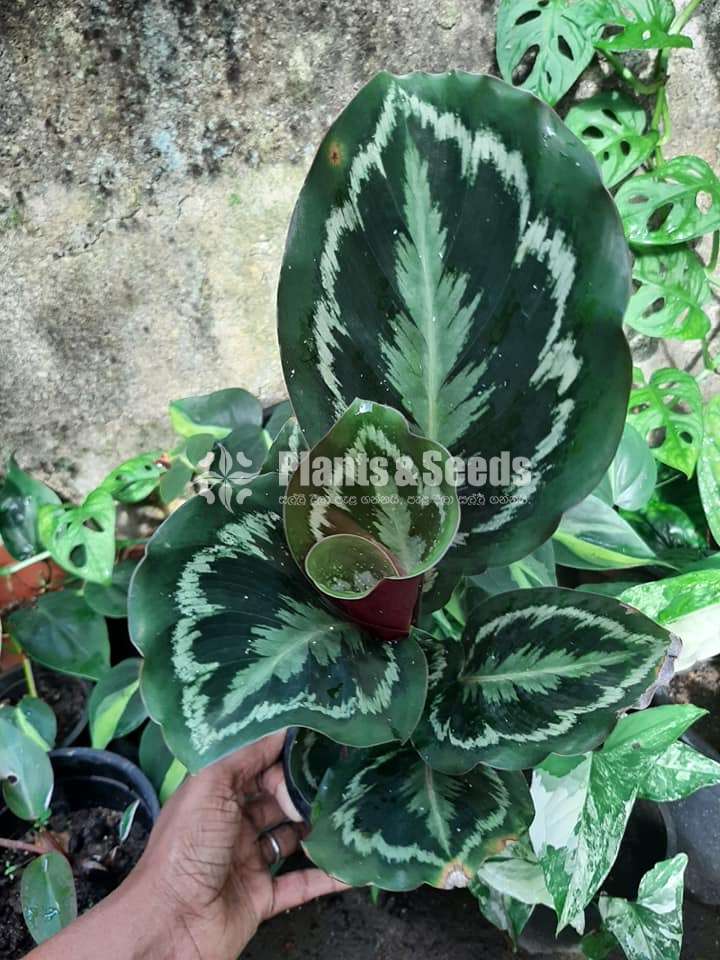 Indoor Plants Collection