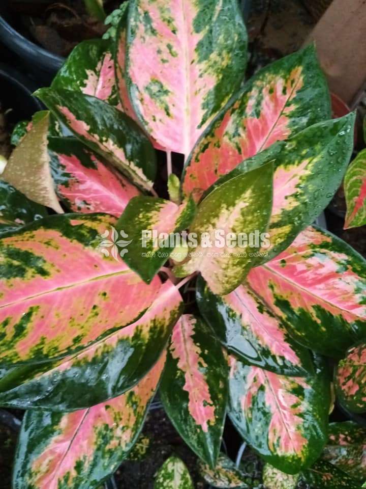 Aglaonema Plants Collection