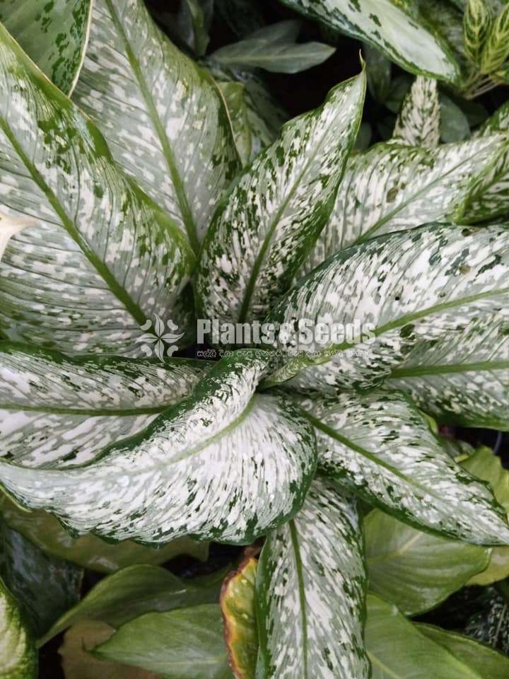 Aglaonema Plants Collection