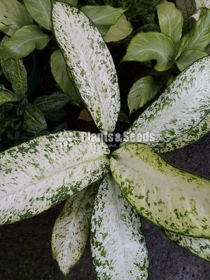 Aglaonema Plants Collection