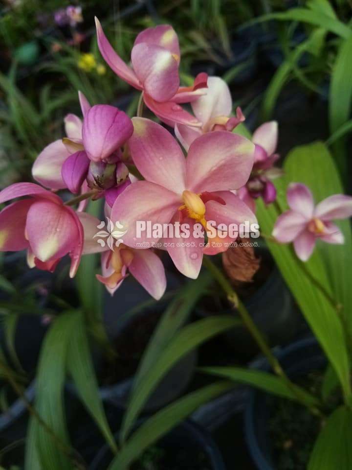 Ground orchids Collection