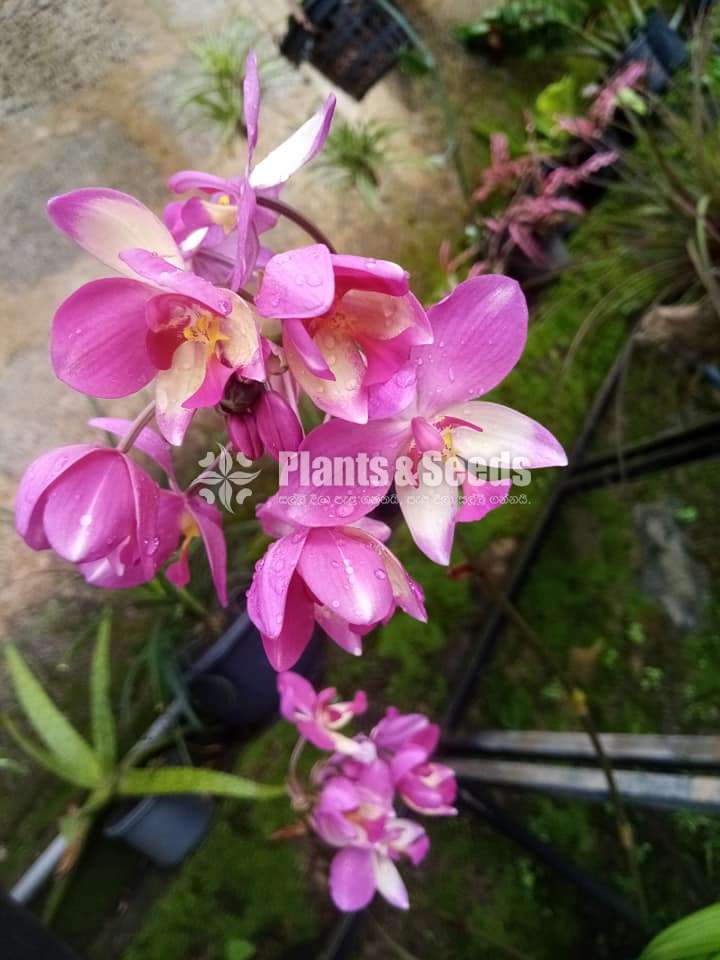 Ground orchids Collection
