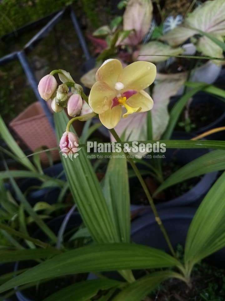 Ground orchids Collection