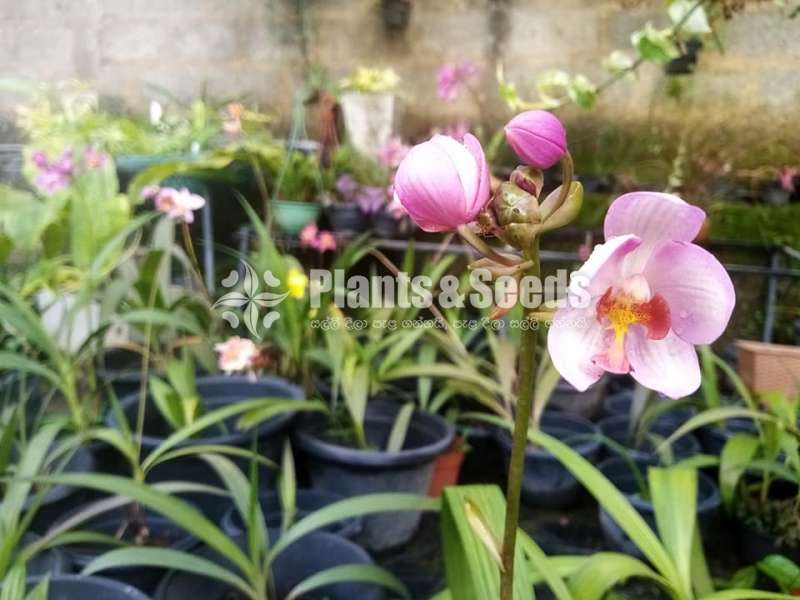 Ground orchids Collection