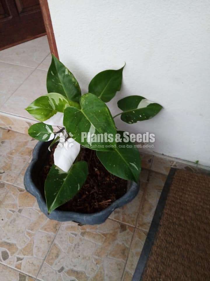 Philodendron White Princess