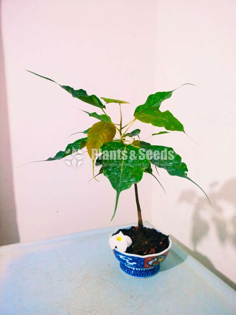 Nuga (Boo) Tree Bonsai