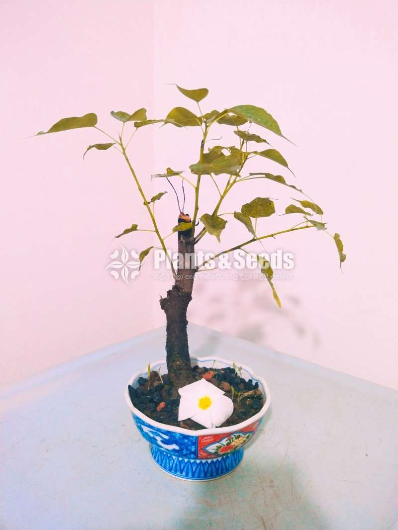 Nuga (Boo) Tree Bonsai