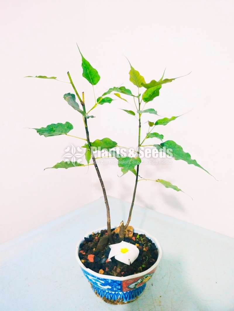 Nuga (Boo) Tree Bonsai
