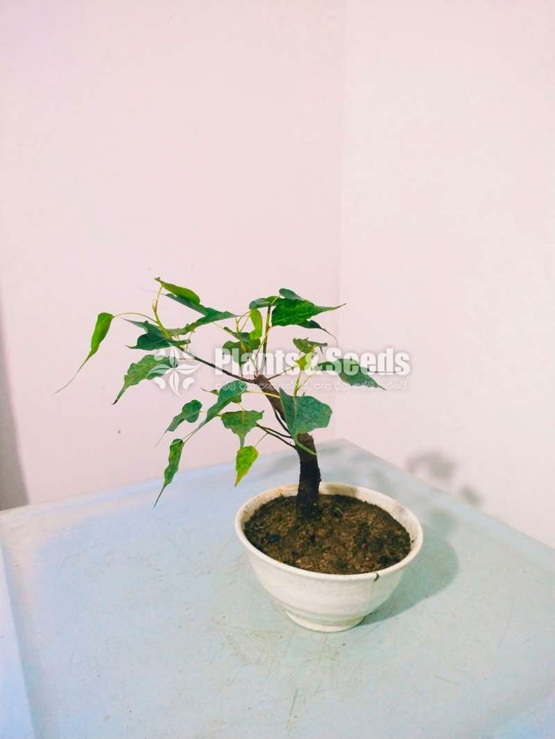 Nuga (Boo) Tree Bonsai
