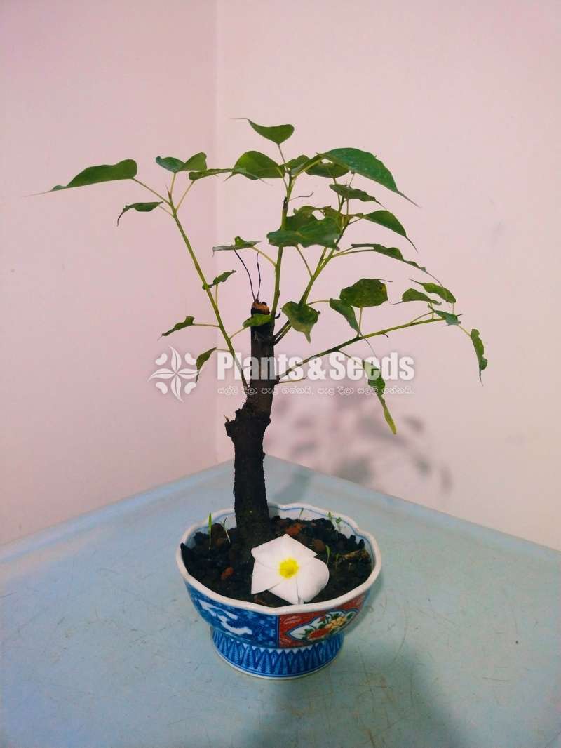 Nuga (Boo) Tree Bonsai