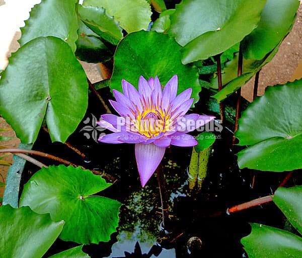  Blue water lily (නිල් මානෙල්)