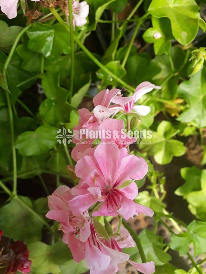 Hanging Geraniums