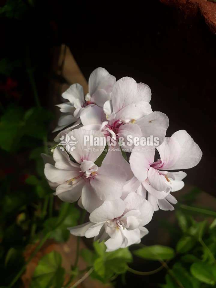Hanging Geraniums