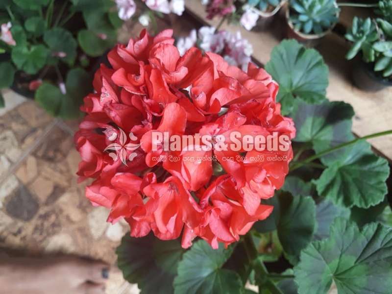 Hanging Geraniums