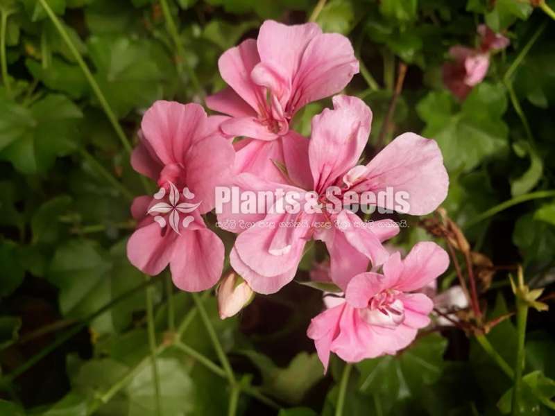 Hanging Geraniums
