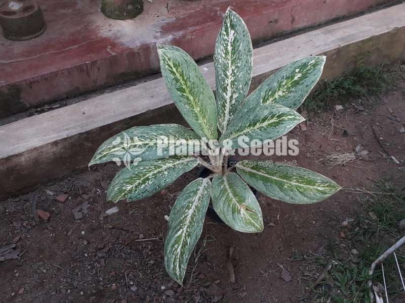 Aglaonema Plants Collection