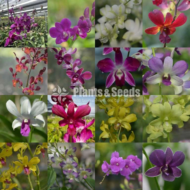 Dendrobium blooming size orchids