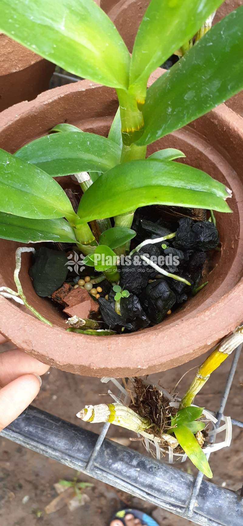 Dendrobium blooming size orchids