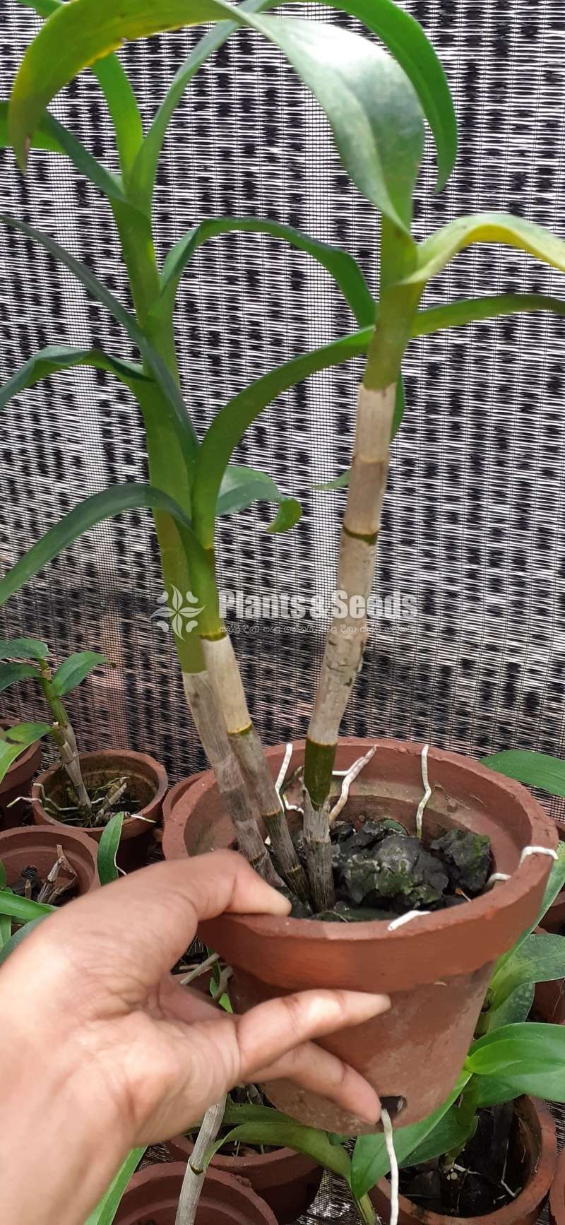 Dendrobium blooming size orchids