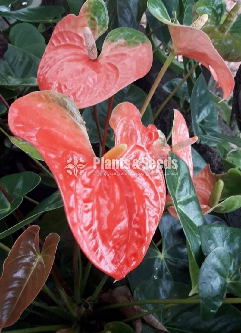 Anthurium-Butterfly Orange