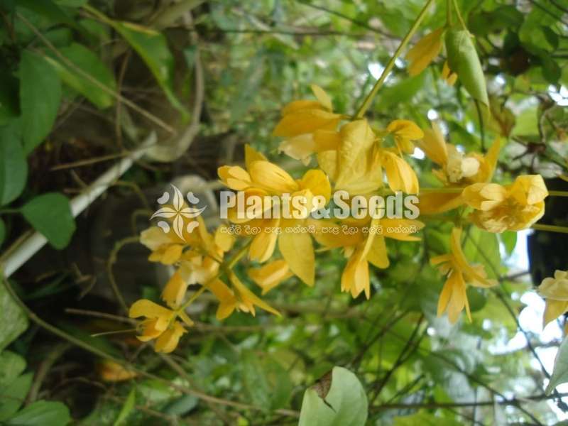 Golden Bell (ගෝල්ඩන් බෙල්)